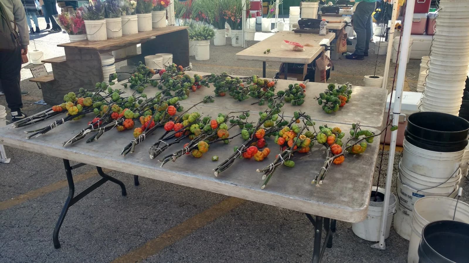 Evanston Outdoor Farmers Market photo 8