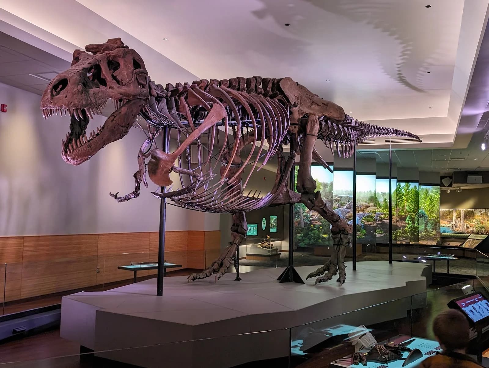 Field Museum photo 7