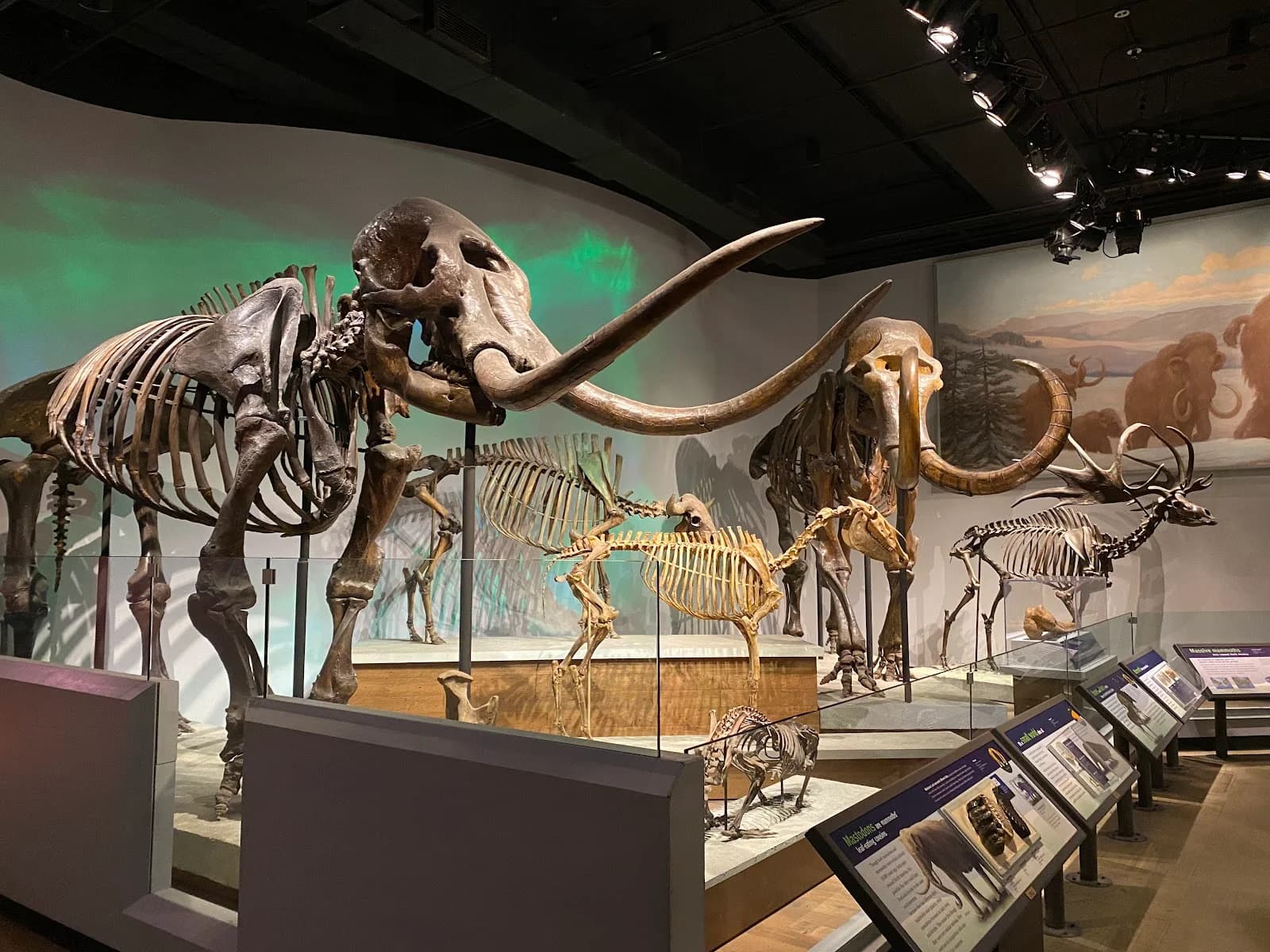 Field Museum photo 6
