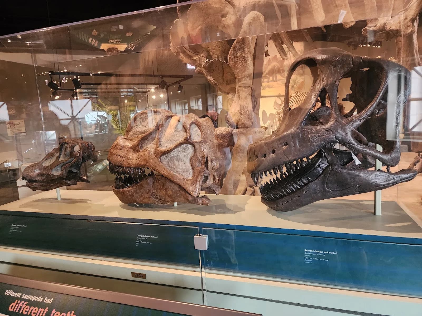 Field Museum photo 10