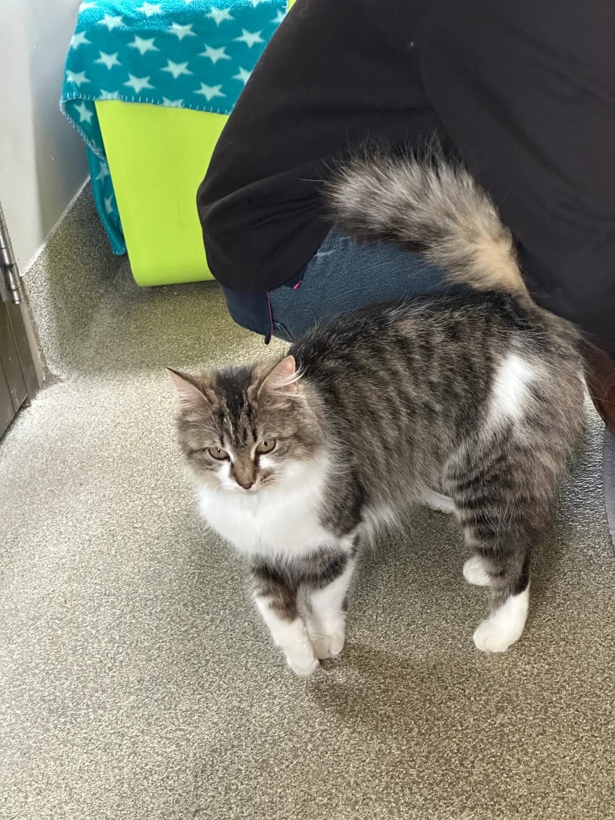 Tree House Humane Society photo 10