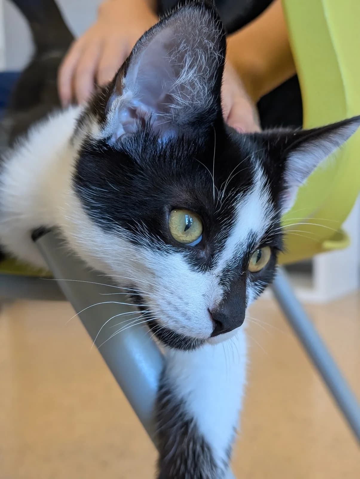 Tree House Humane Society photo 6