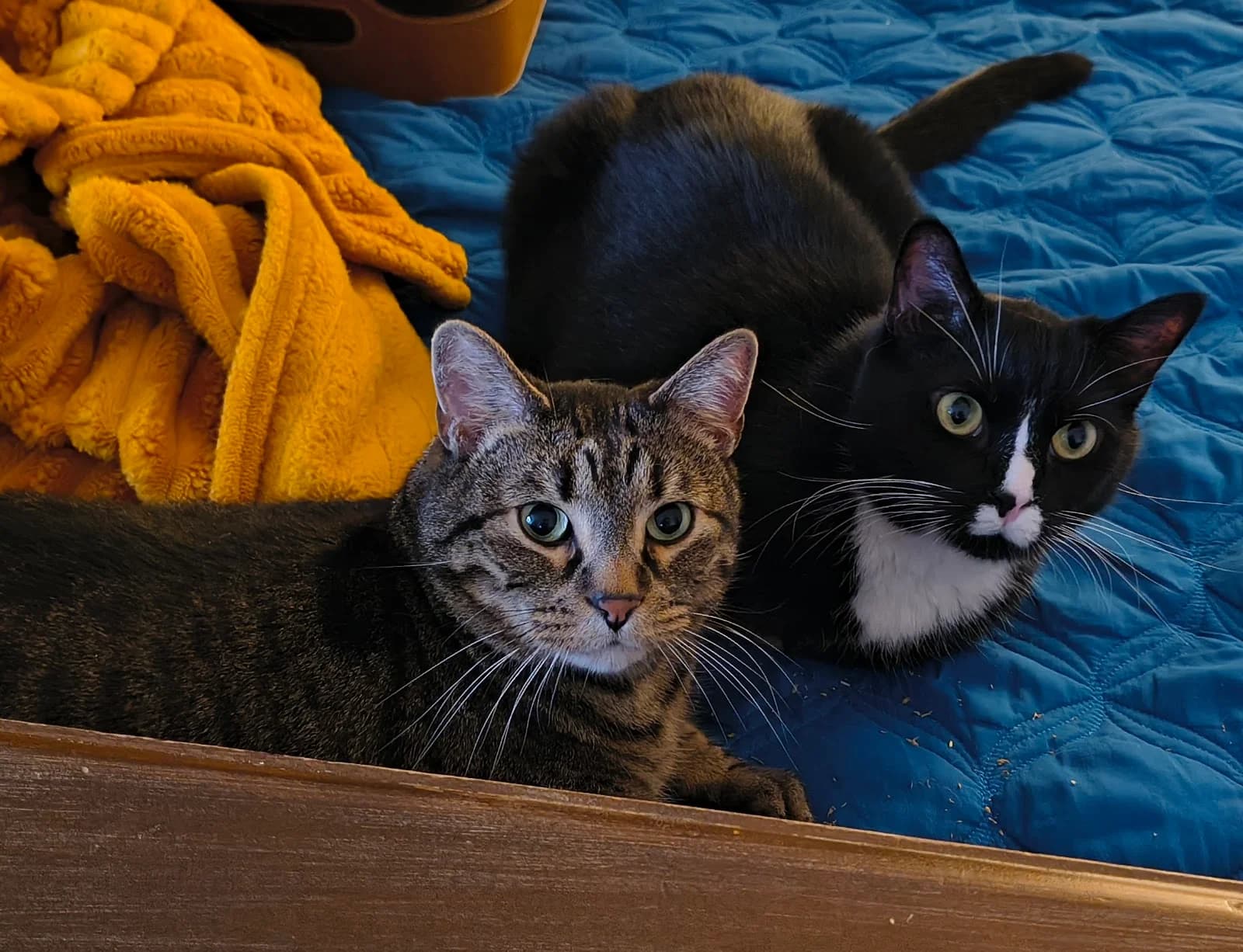 Tree House Humane Society photo 7