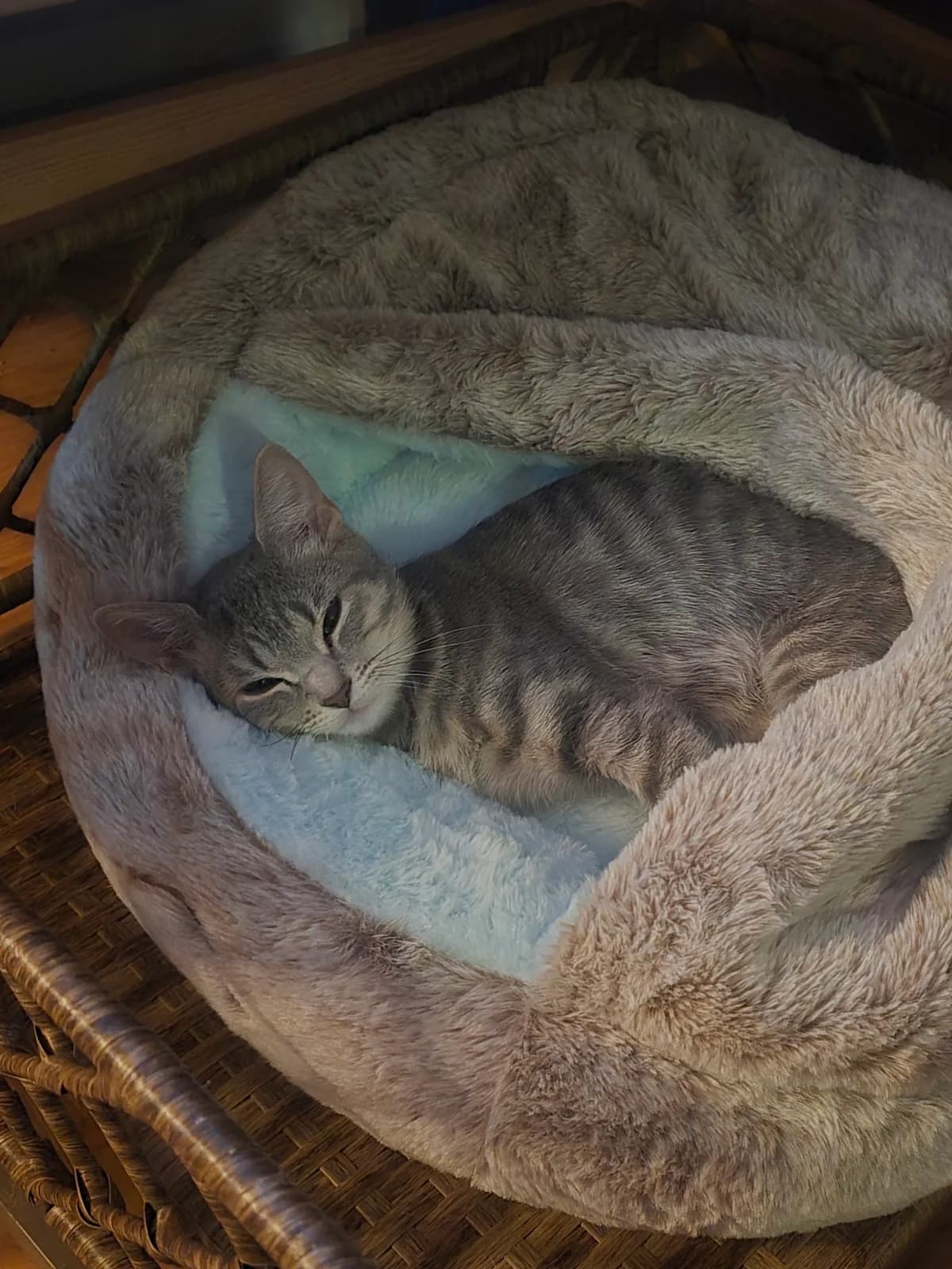 Tree House Humane Society photo 3