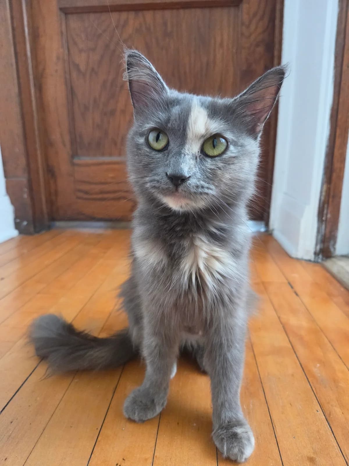 Tree House Humane Society photo 8