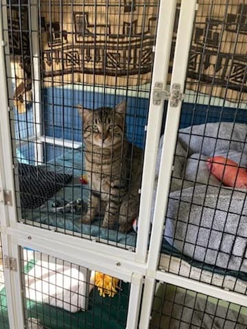 Tree House Humane Society photo 9