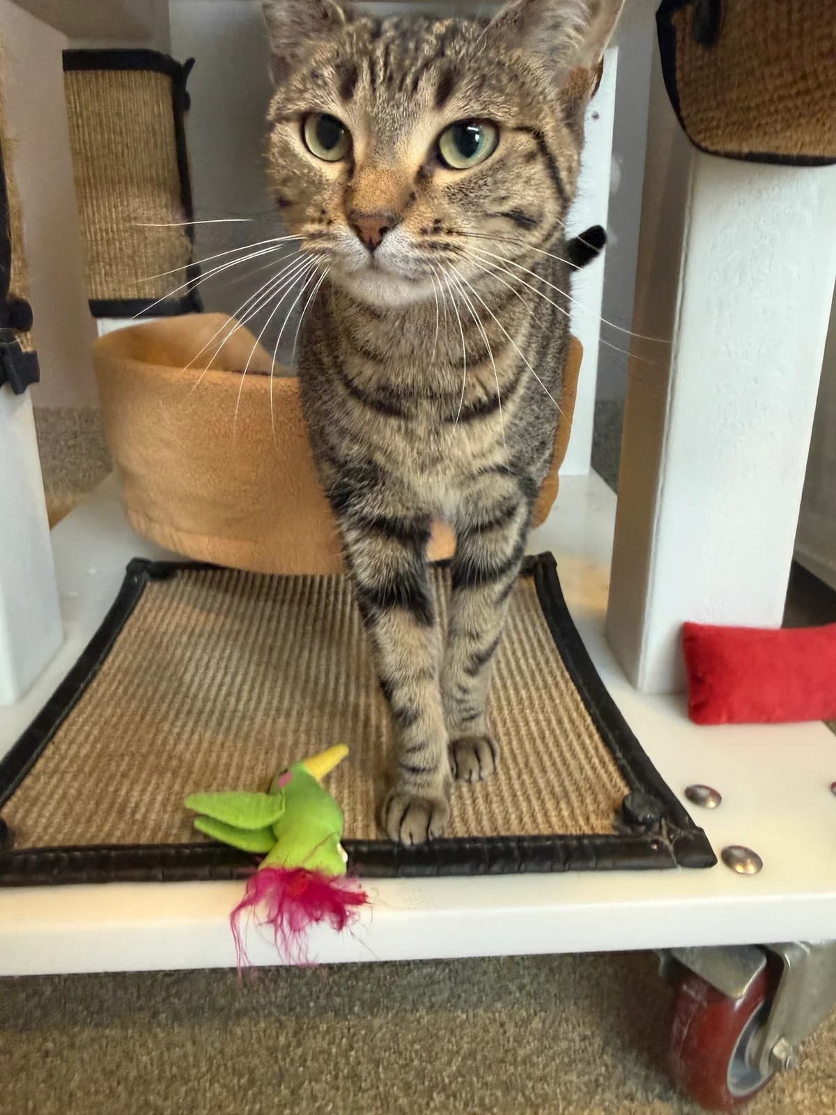 Tree House Humane Society photo 4