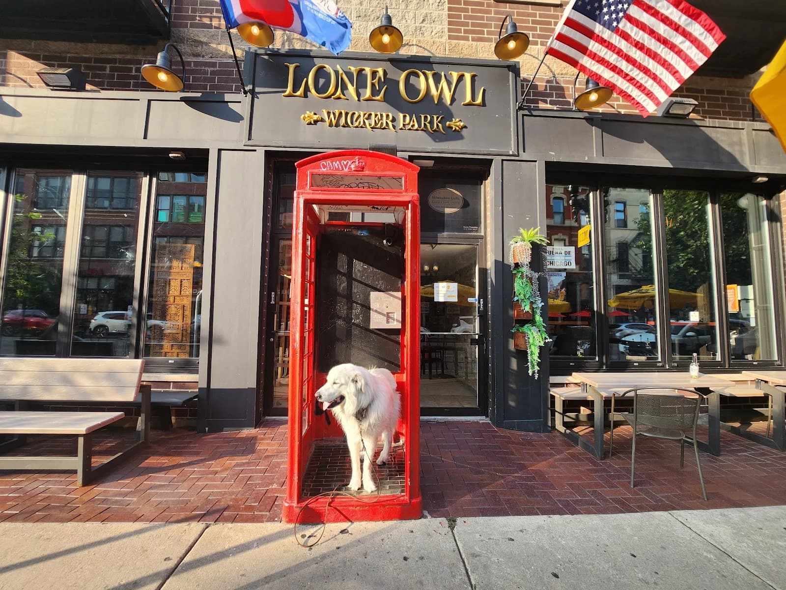 Lone Owl photo 4