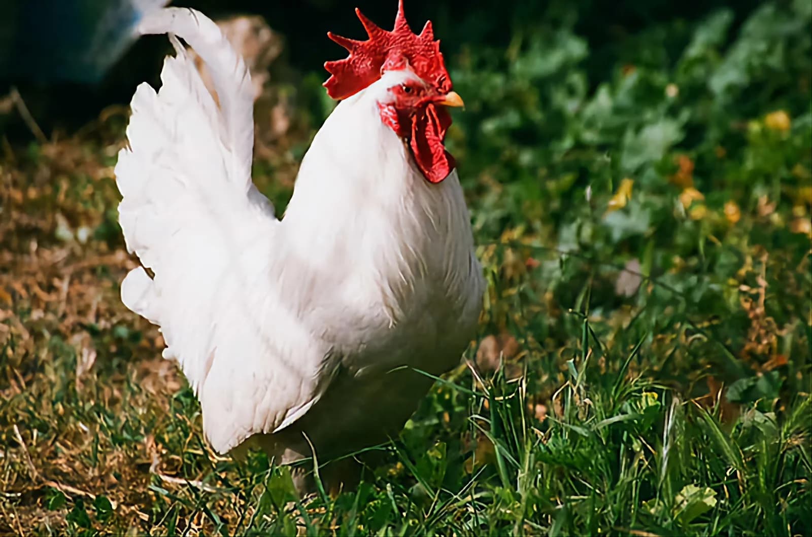 Cermak Farm Live Poultry photo 5