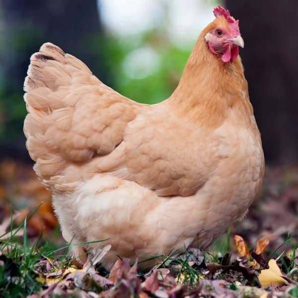 Cermak Farm Live Poultry photo 2