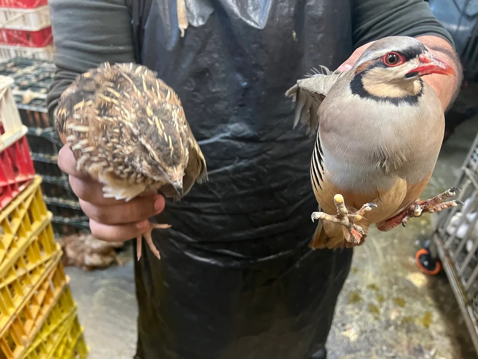 Cermak Farm Live Poultry photo 7