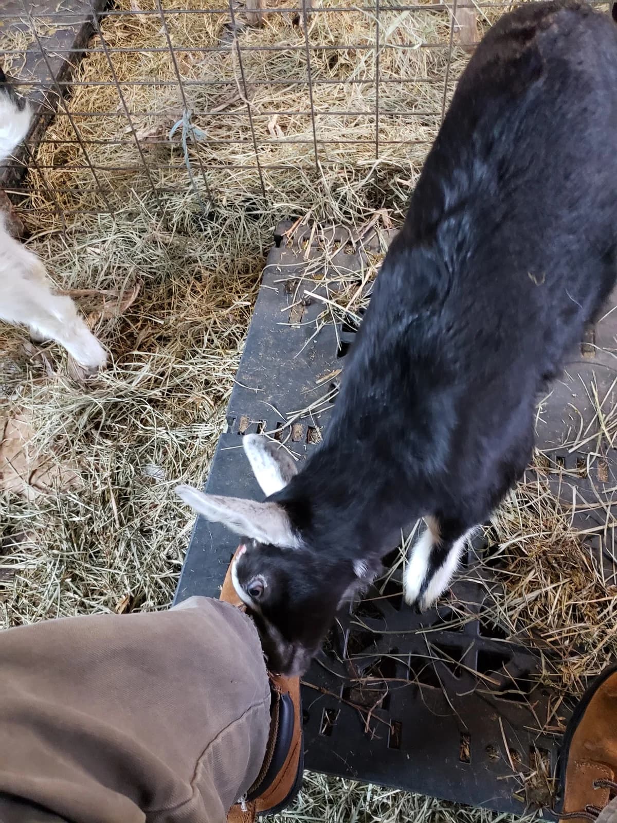 GlennArt Farm photo 6