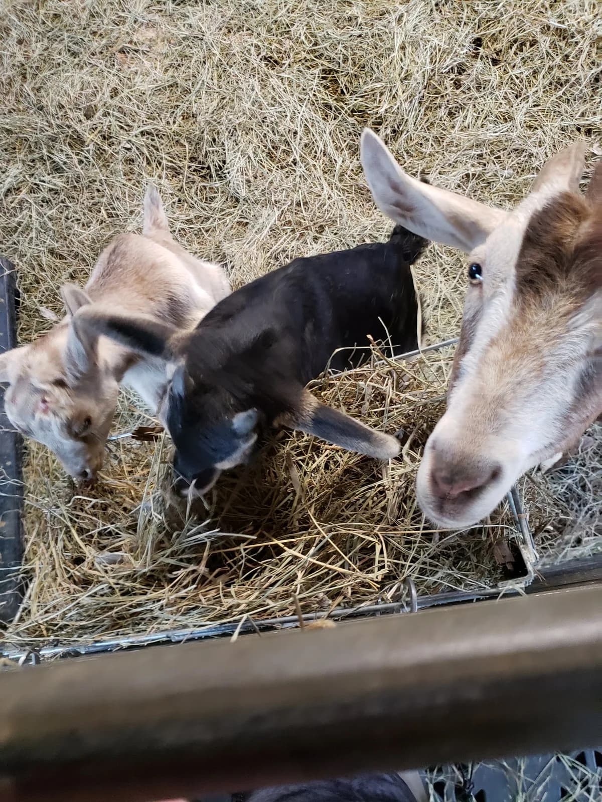GlennArt Farm photo 3