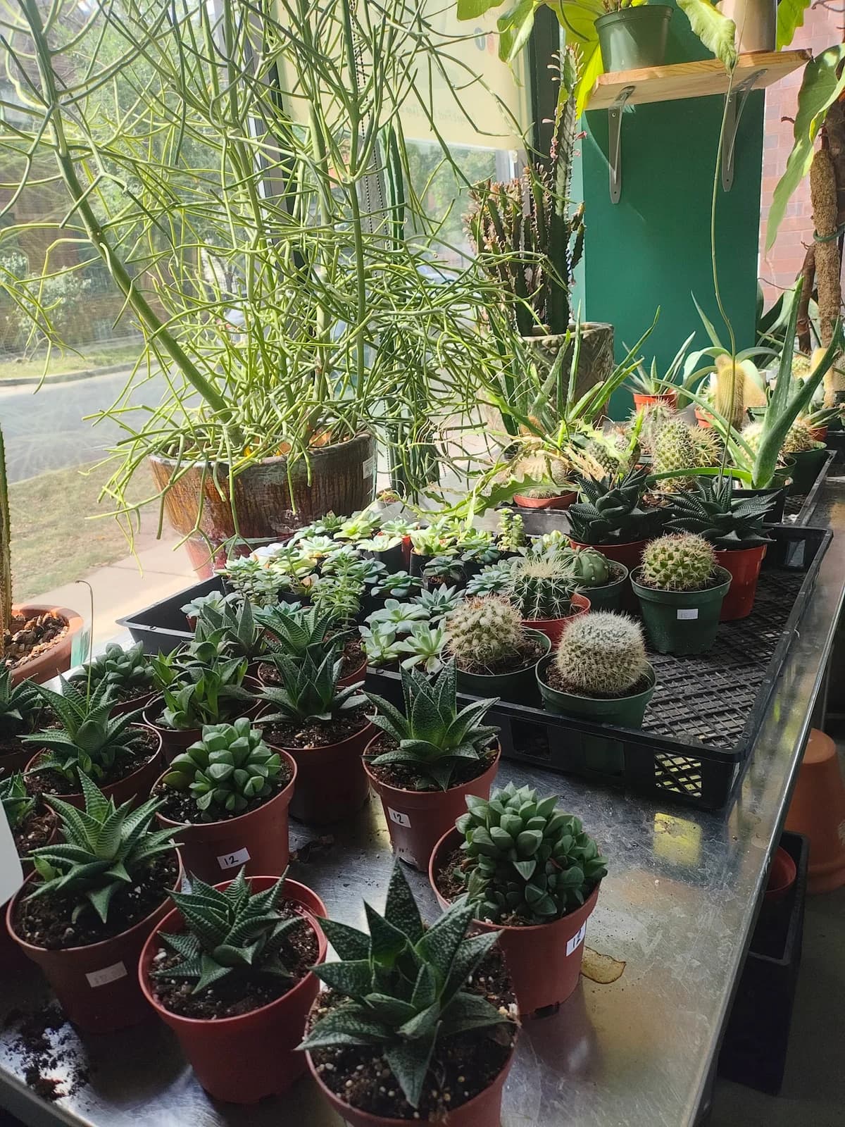 Botanical Cafe photo 3