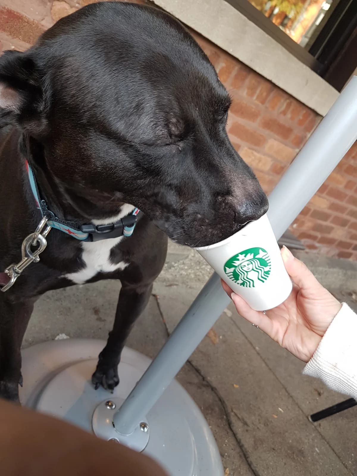 Starbucks Coffee Company photo 10
