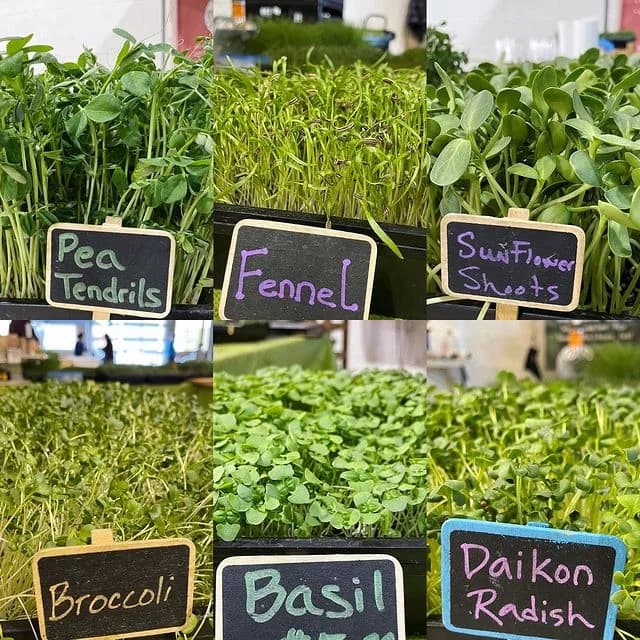 Logan Square Farmers Market photo 9