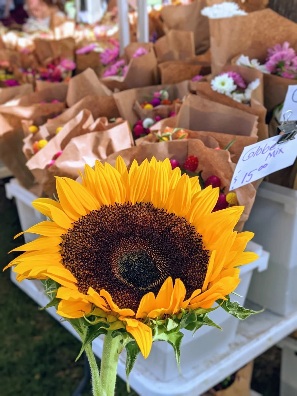 Green City Market Lincoln Park photo 9